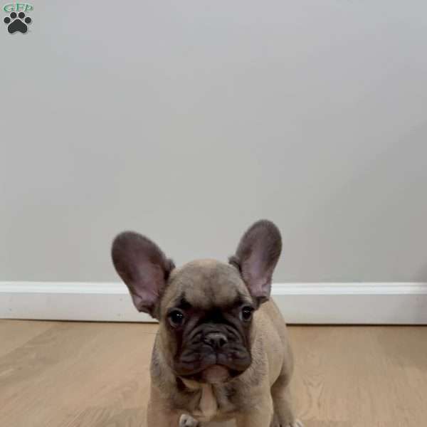 Macho Man, French Bulldog Puppy